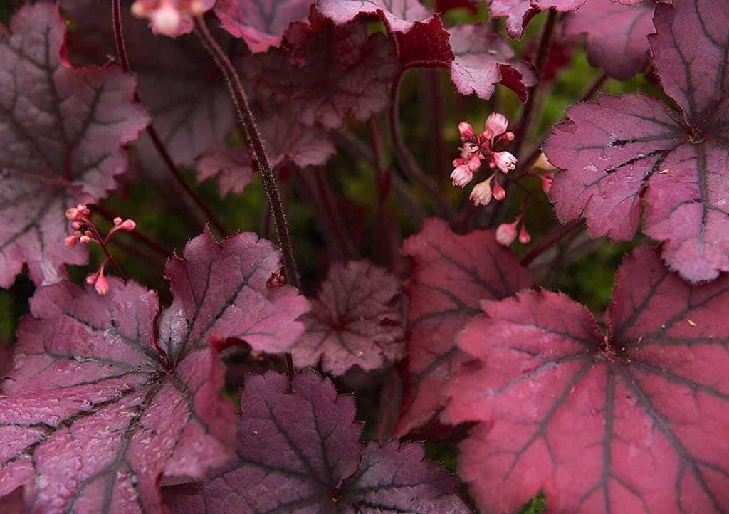 Heuchera-(Colar-bells)