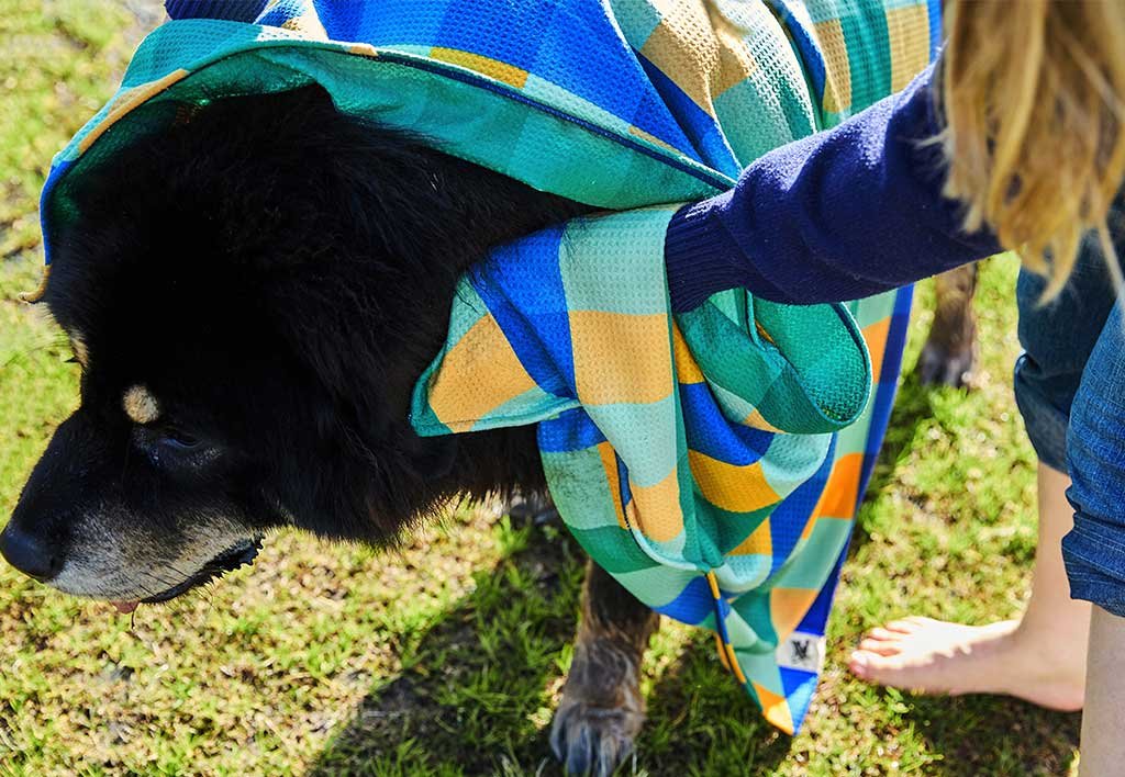 asciugamano cane