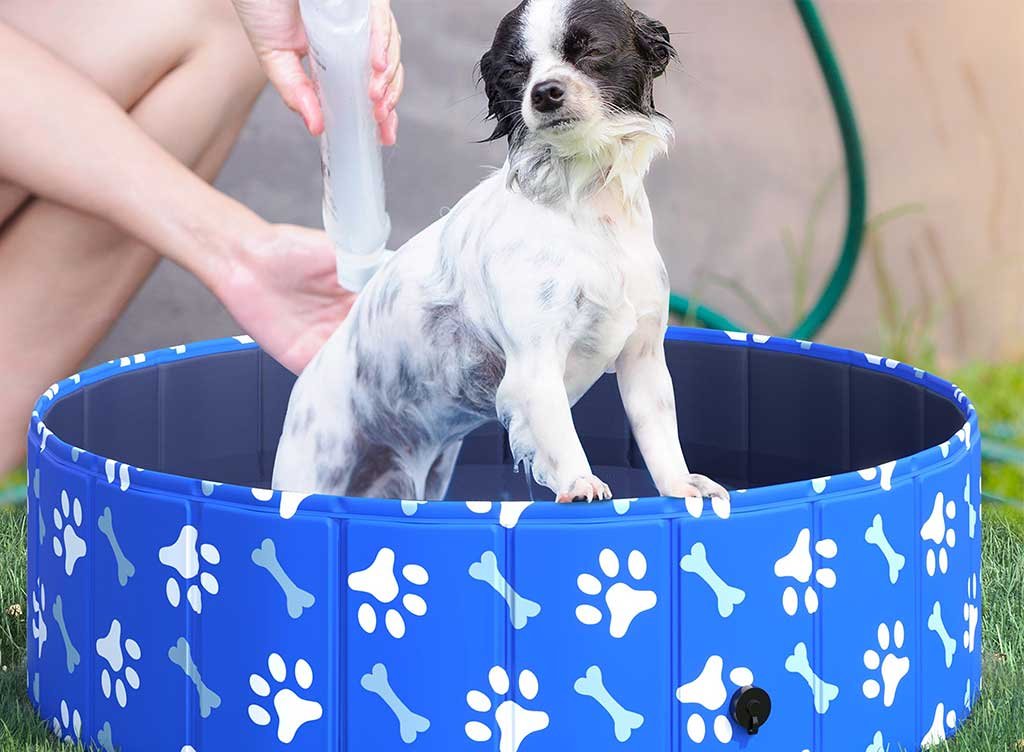 piscinetta cani piccoli