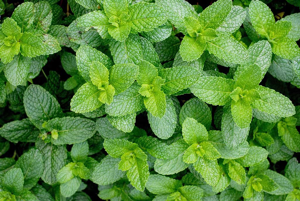 menta