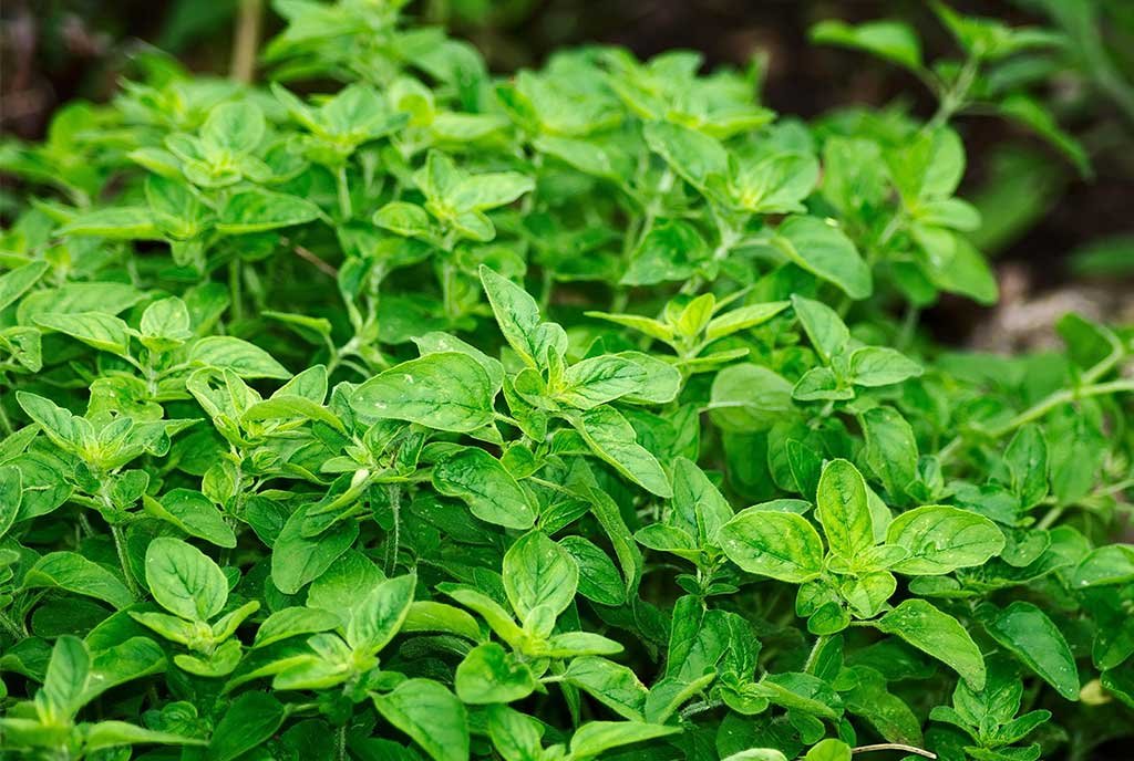 origano