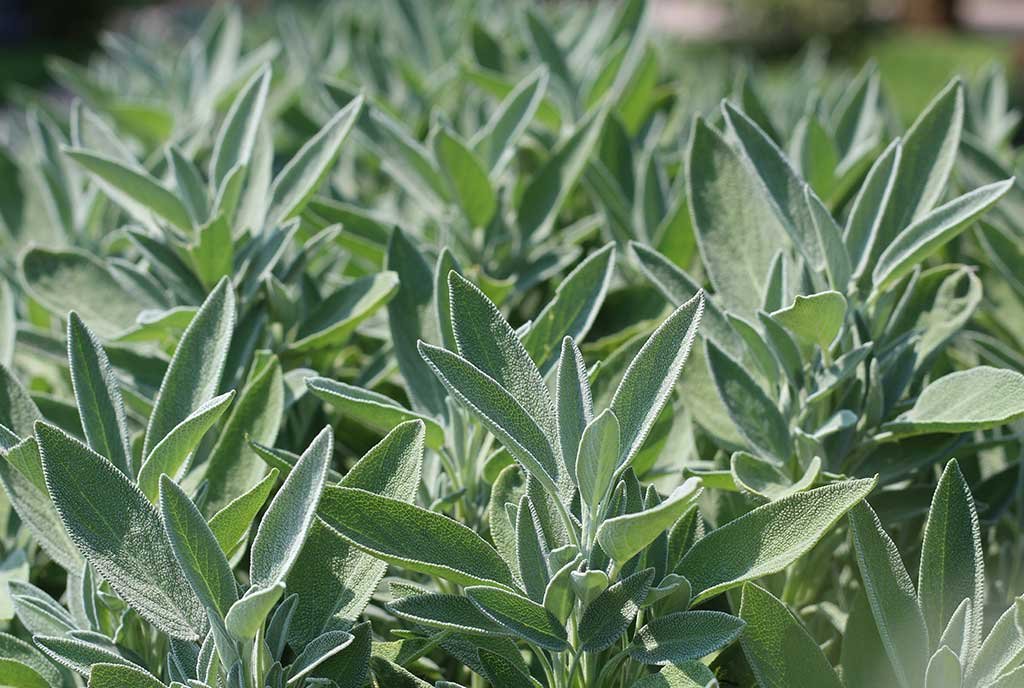 salvia-foglie