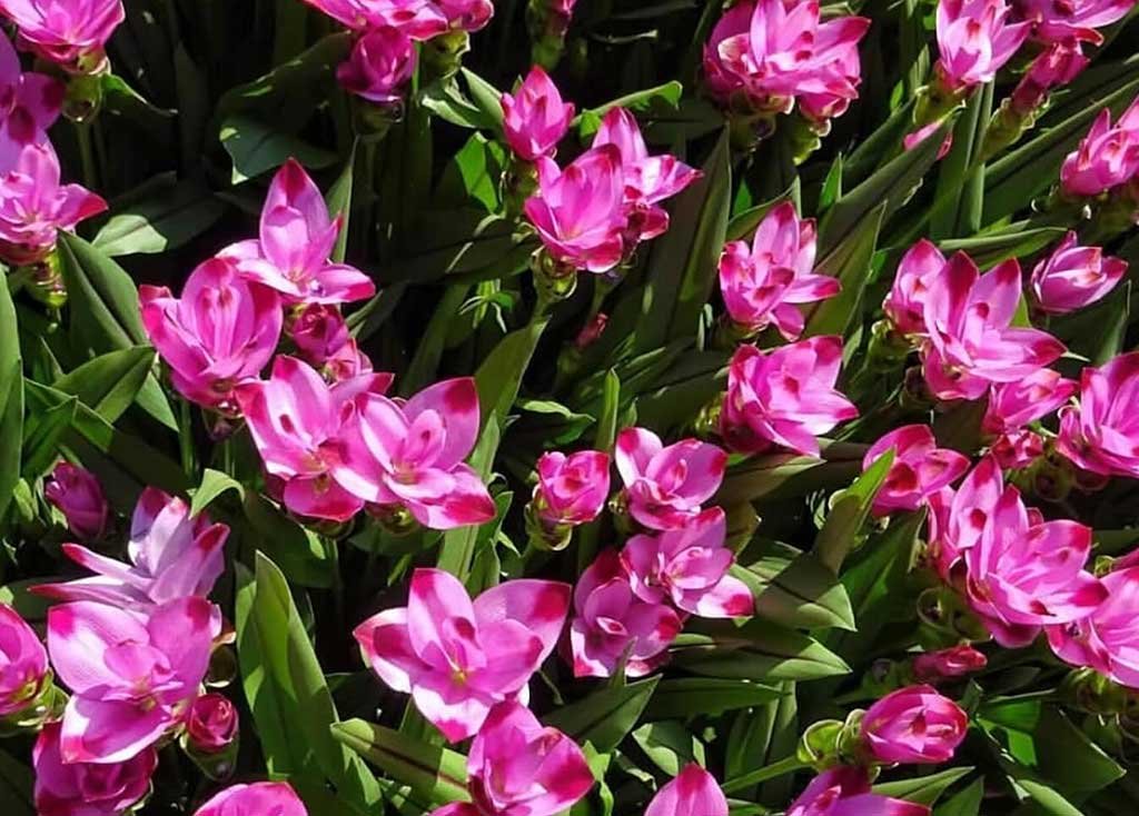 curcuma-alismatifolia