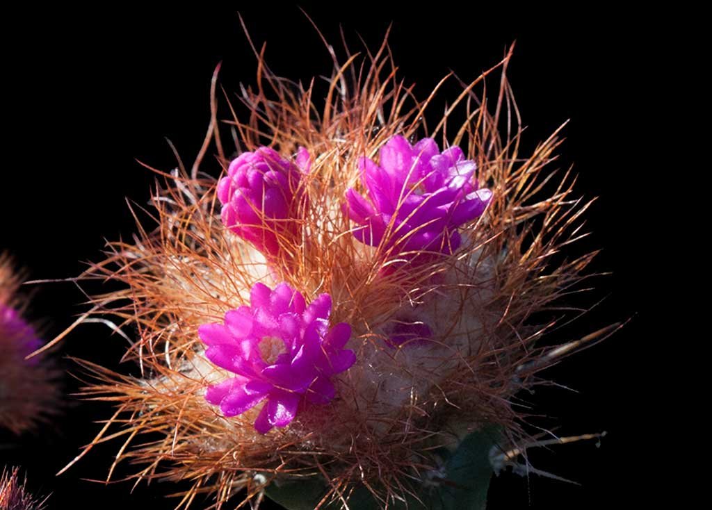 fiori-cactus