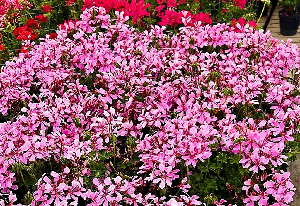 reggio-emilia-in-fiore