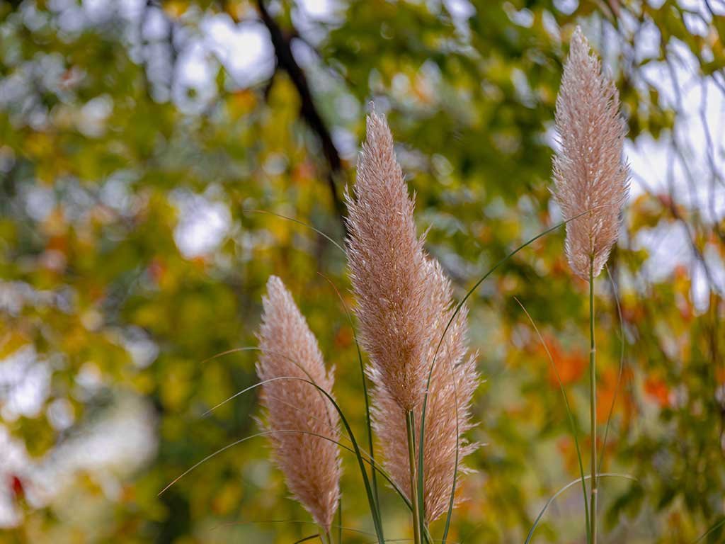 Cortaderia-selloana-“Pink-Feather”