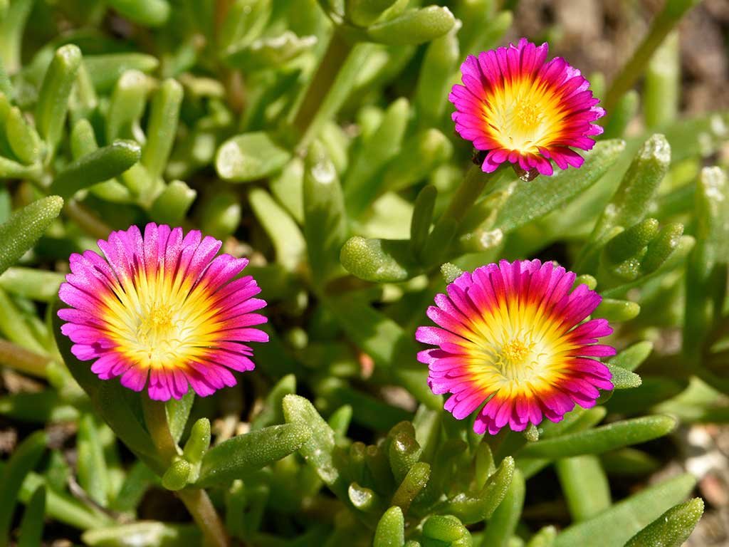 Delosperma-“Wheels-of-wonder”