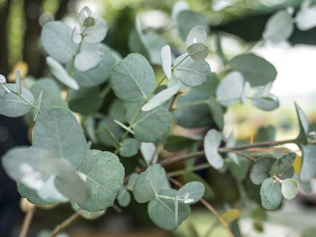 Eucalyptus-gunnii-Azura