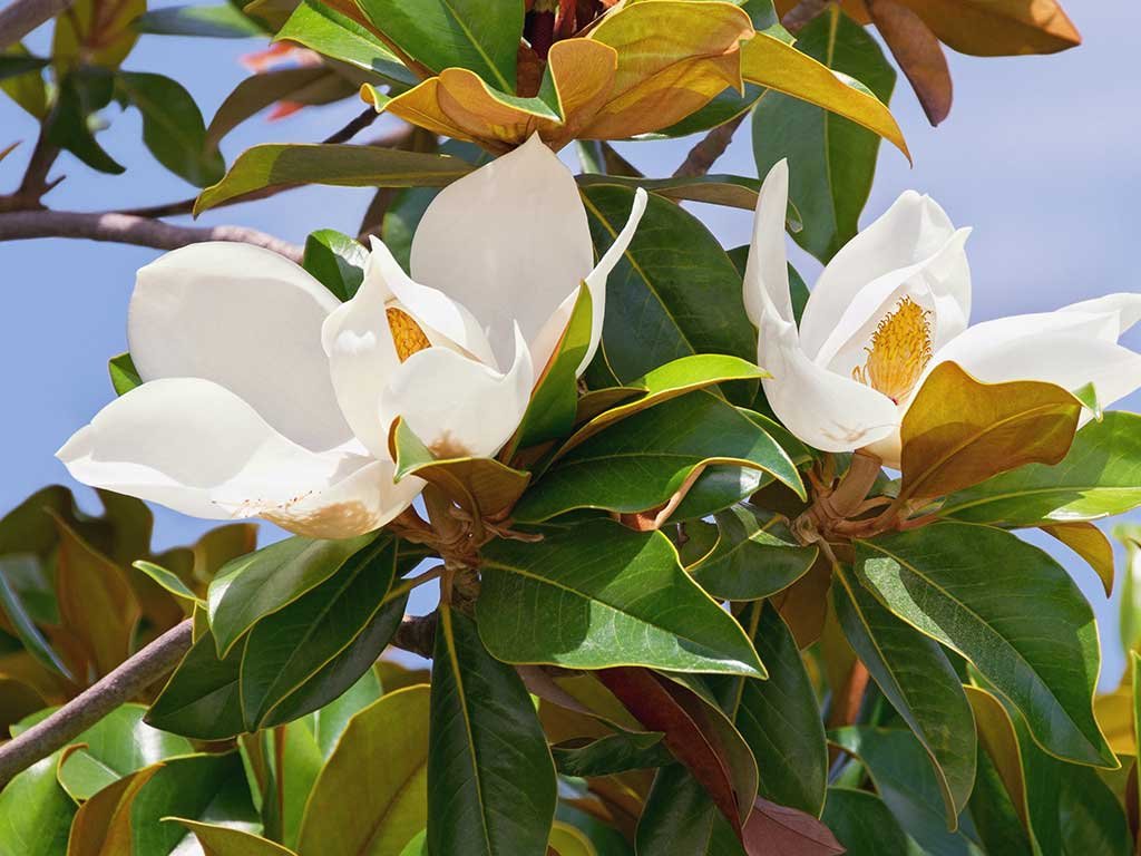 magnolia-grandiflora