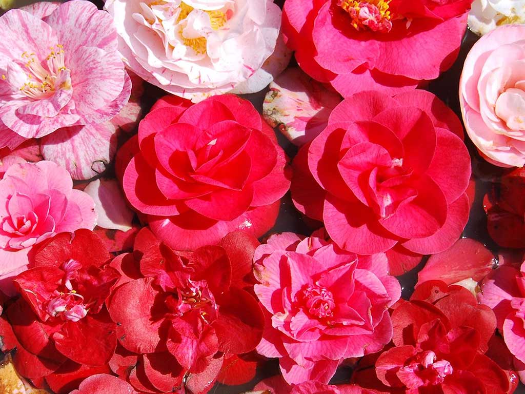 camelie molte varietà