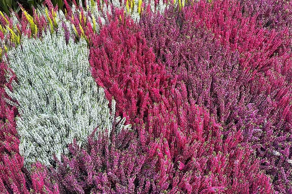 evento-le-invasioni-botaniche