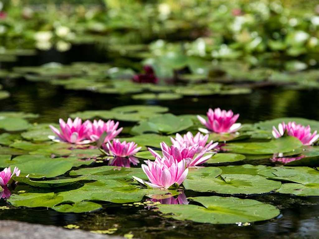 giardini-botanici-villa-taranto-lago-maggiore