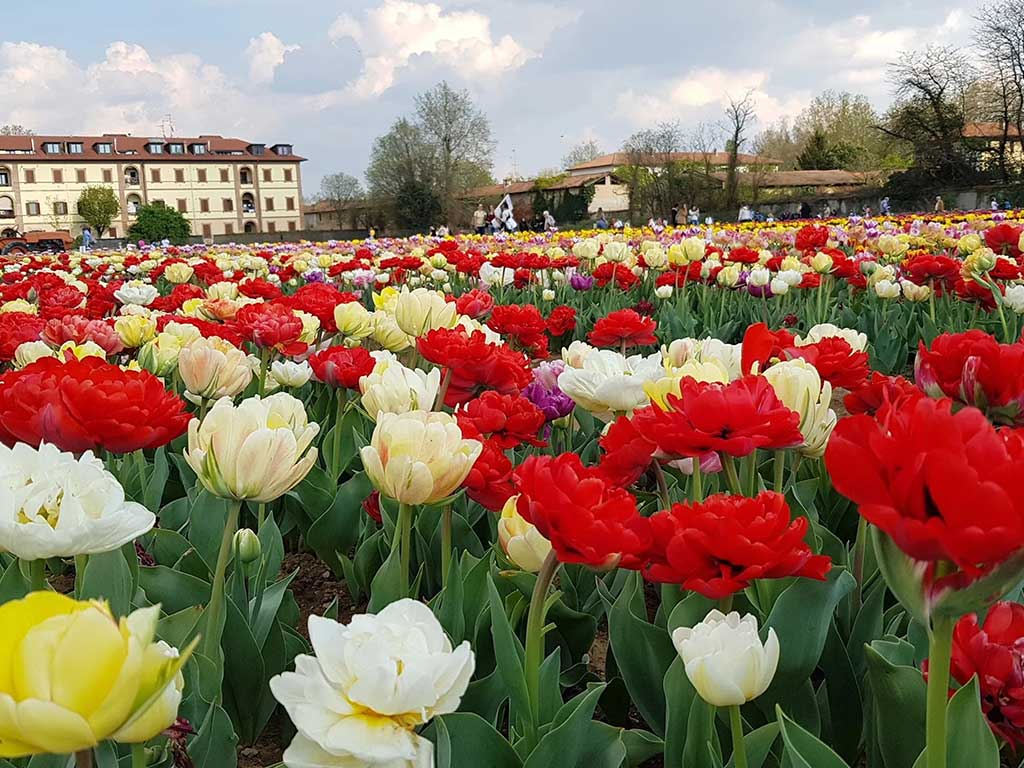 you-pick-tulipani-italia