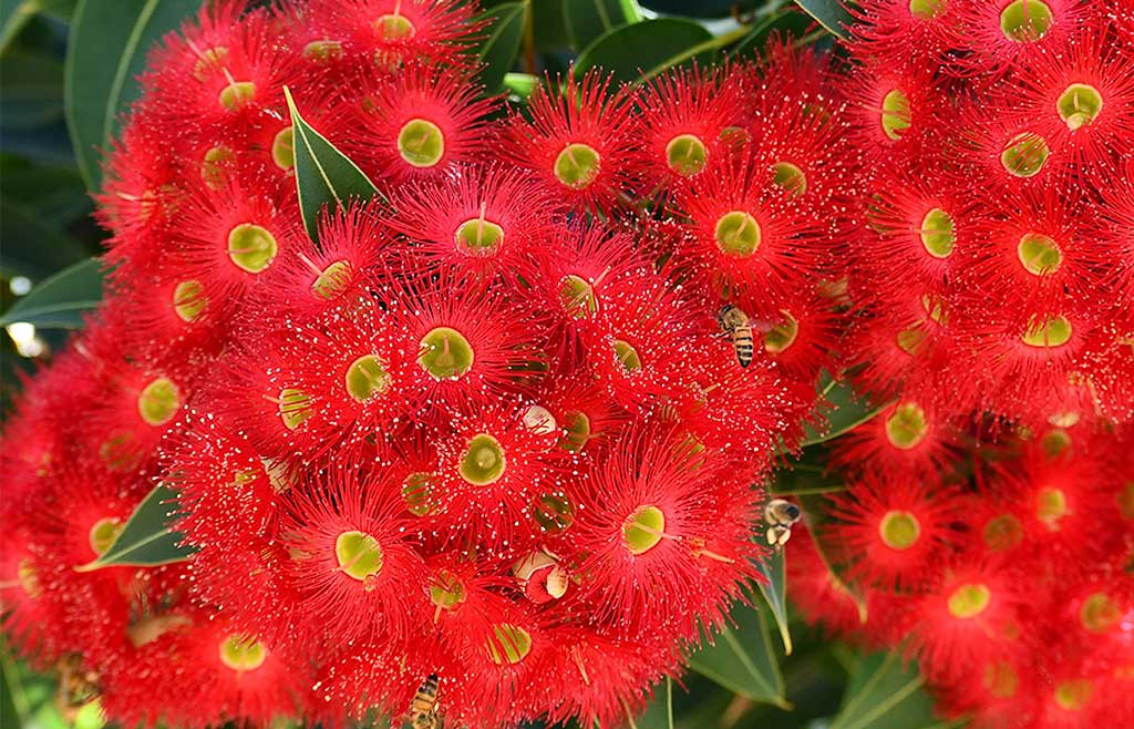 Corymbia-ficifolia