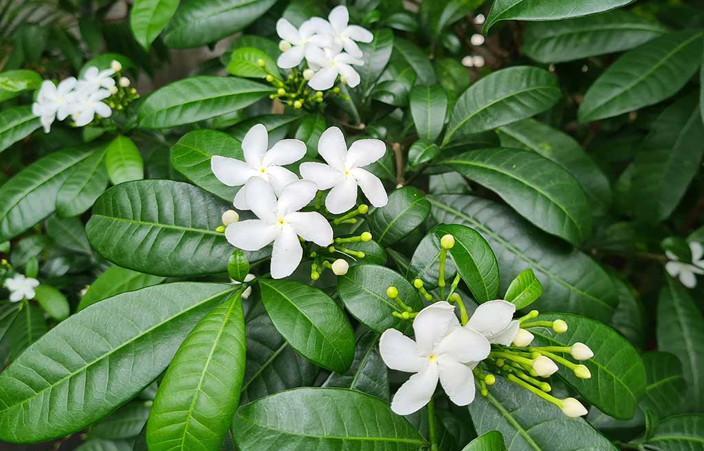 fiori-e-boccioli-gelsomino