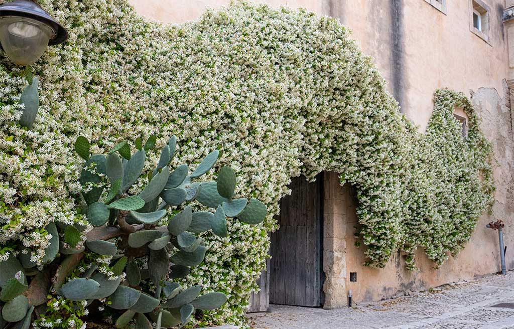 gelsomino-rampicante-facciata