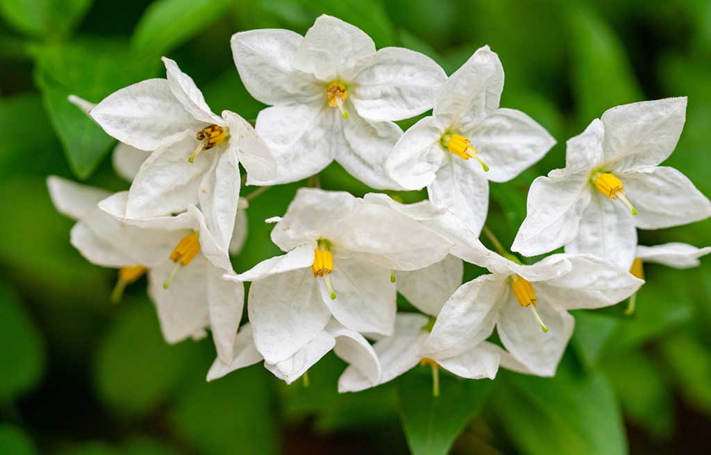 grandi-fiori-gelsomino