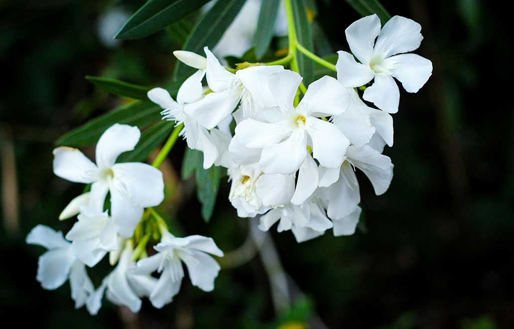 gruppo-fiori-gelsomino