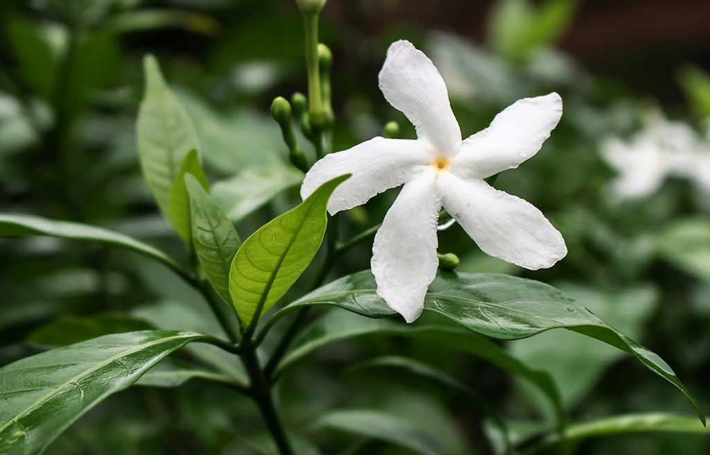 singolo-fiore-gelsomino