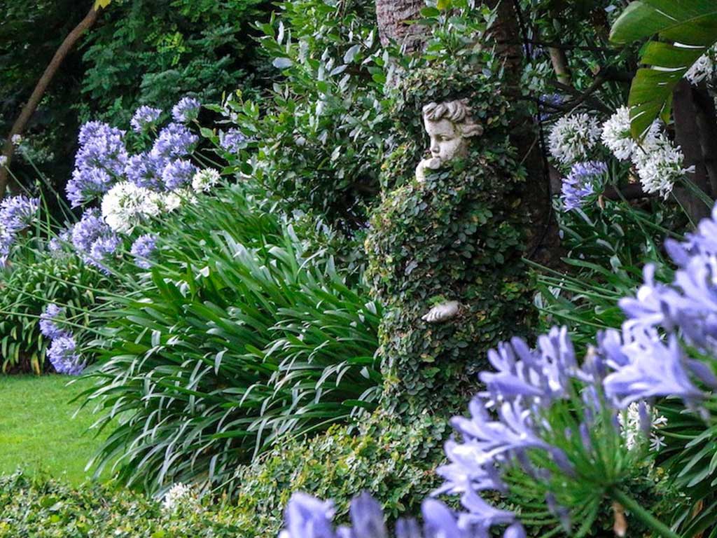 agapanti-in-fiore-villa-della-pergola