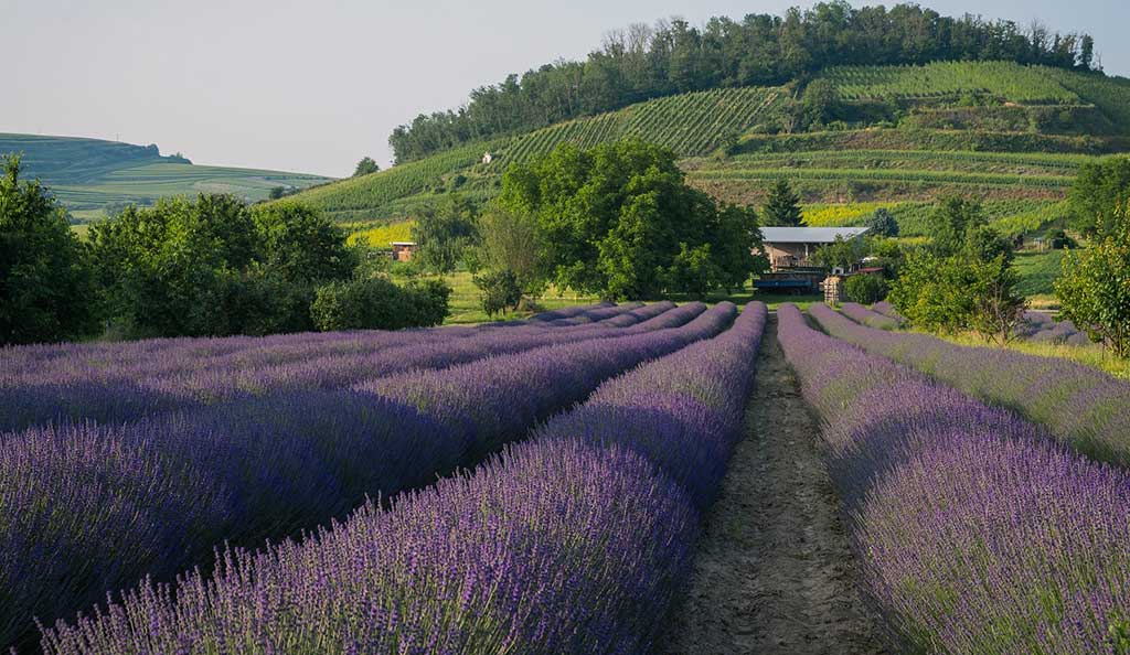campi-lavanda