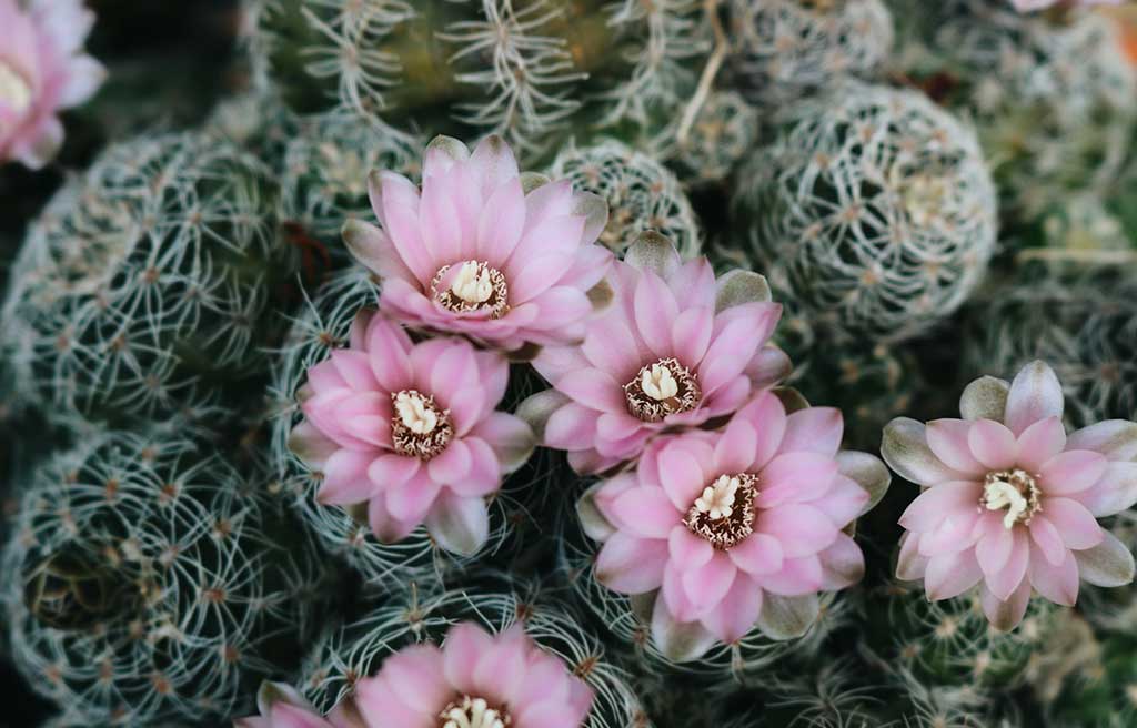 fiori-cactus