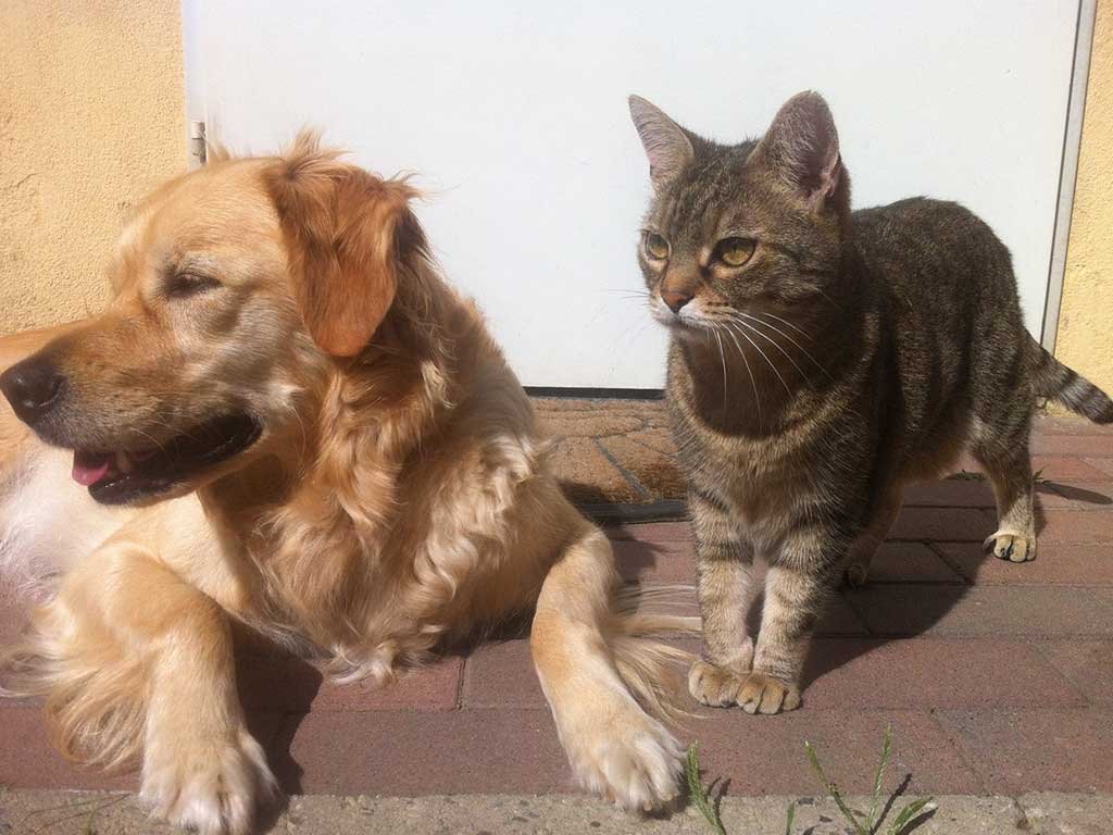 animali casa