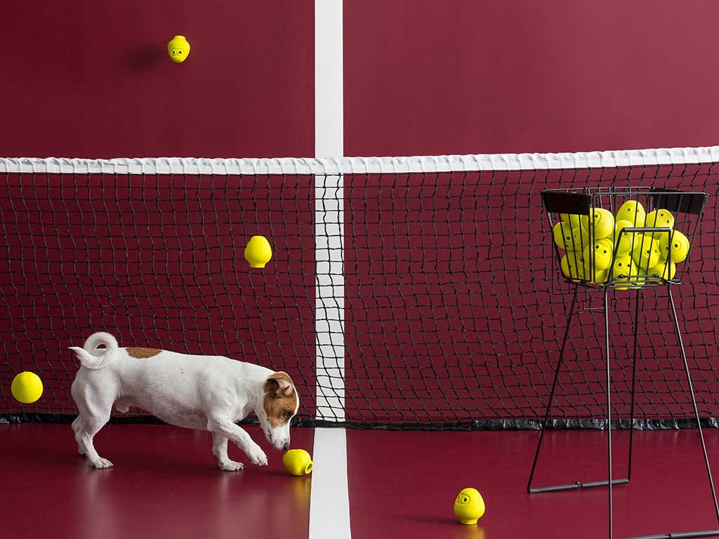 gioco per cane