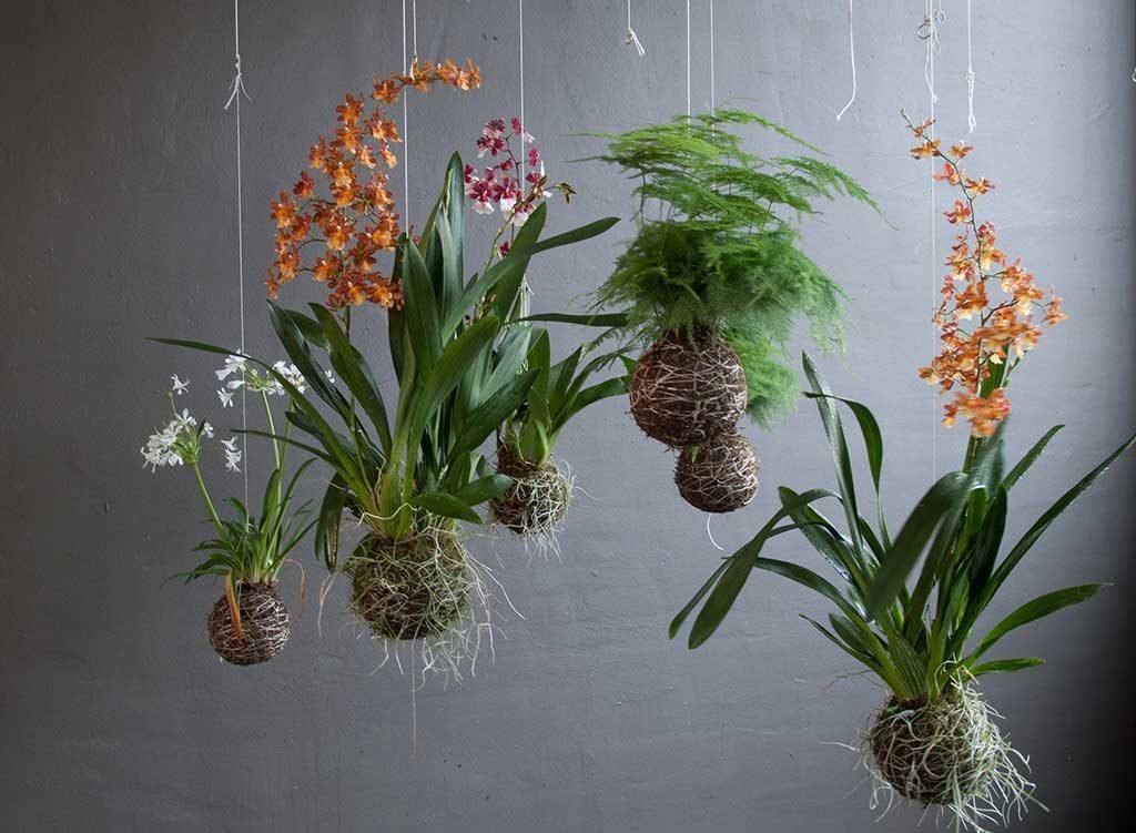 kokedama appesi soffitto