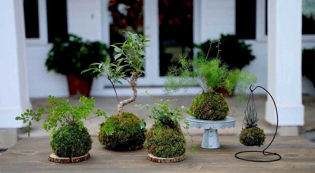 kokedama alberelli