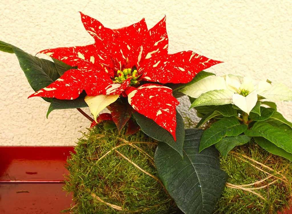 kokedama stella di natale