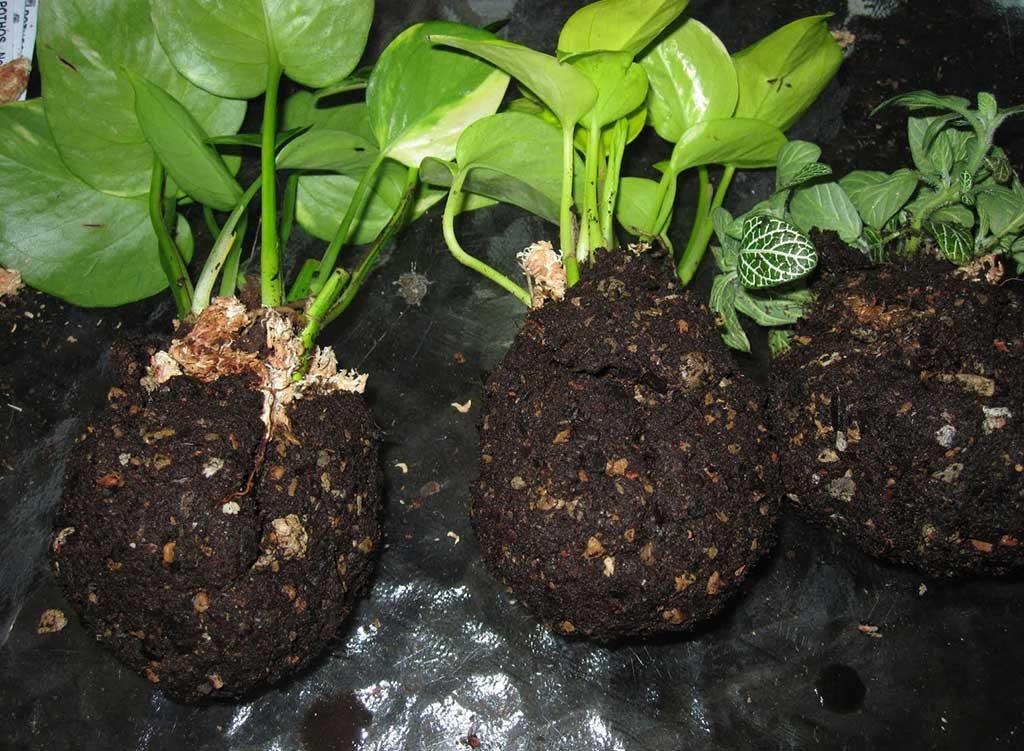 piantine kokedama