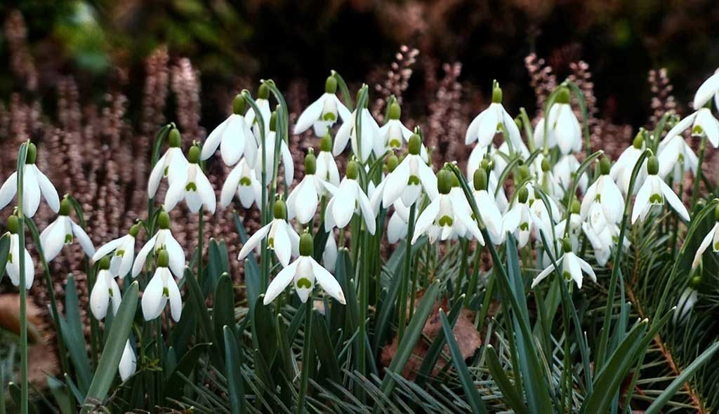 fiori bucaneve