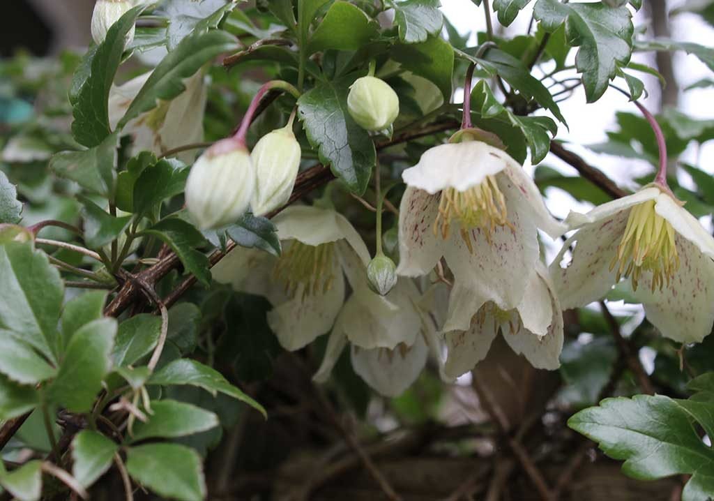 clematis fiorito