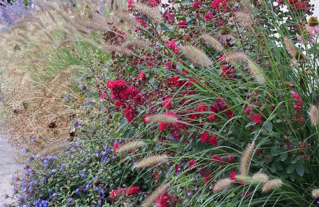 graminacee in fiore