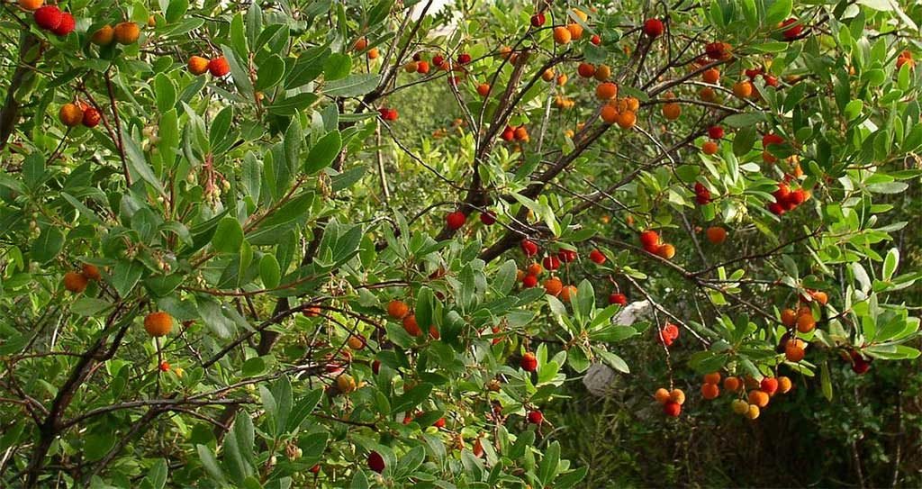 pianta di corbezzolo