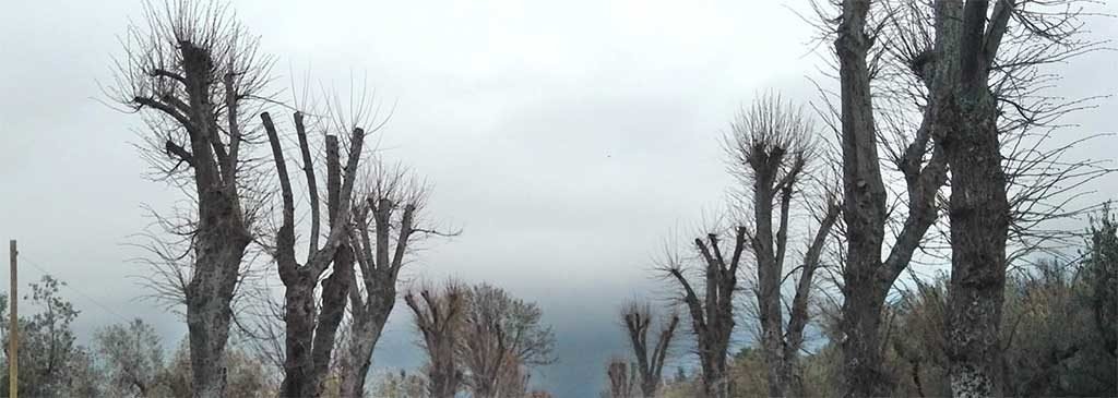 alberi capitozzati