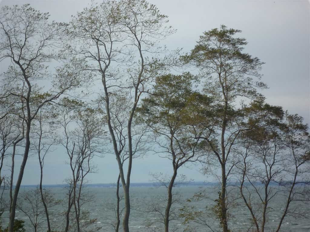 chiome alberi giardino mare