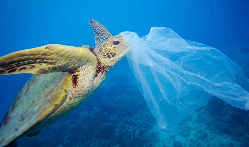 tartaruga marina sacchetto plastica