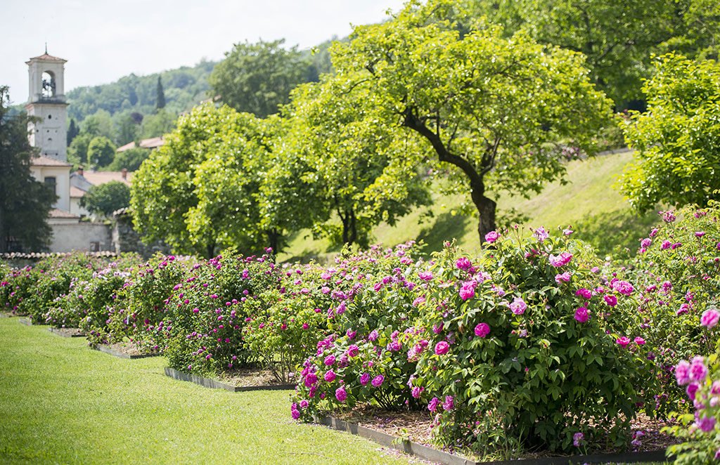 giardino fiorito rose