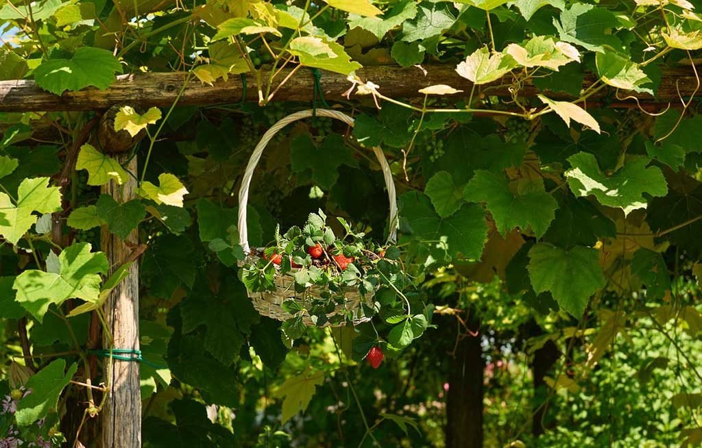 cestino fragole appeso