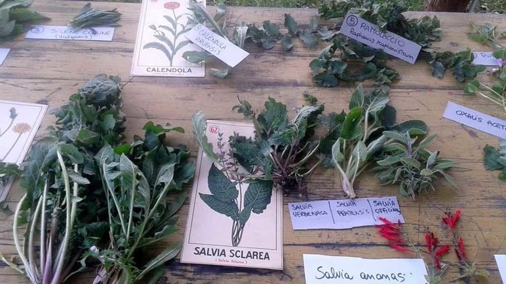 tipi di salvia