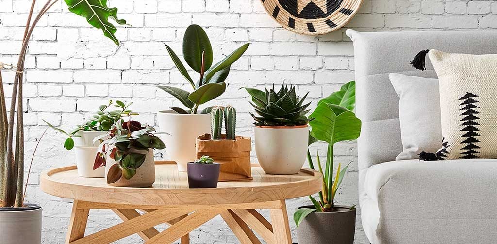 piante nel living