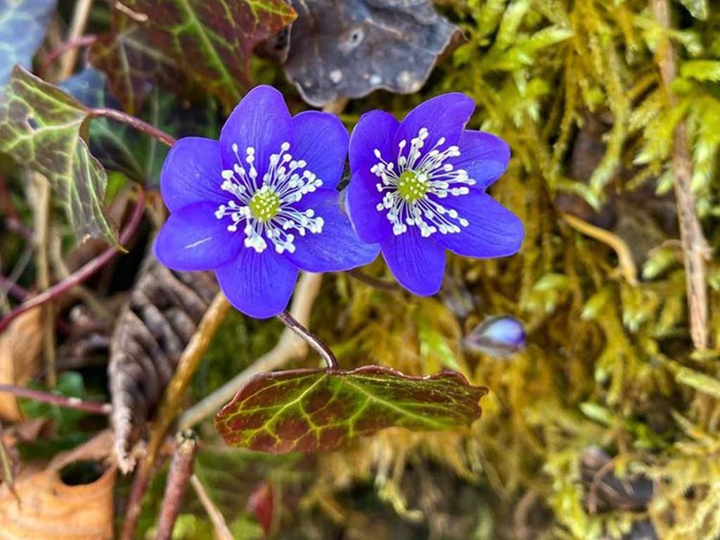 fiori viola primavera