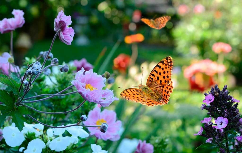 farfalla fiori