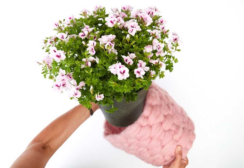 coprivaso lana rosa