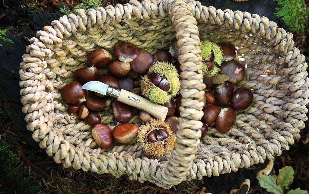 coltello cesto castagne
