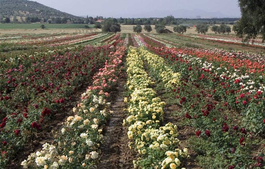 campo coltivato rose