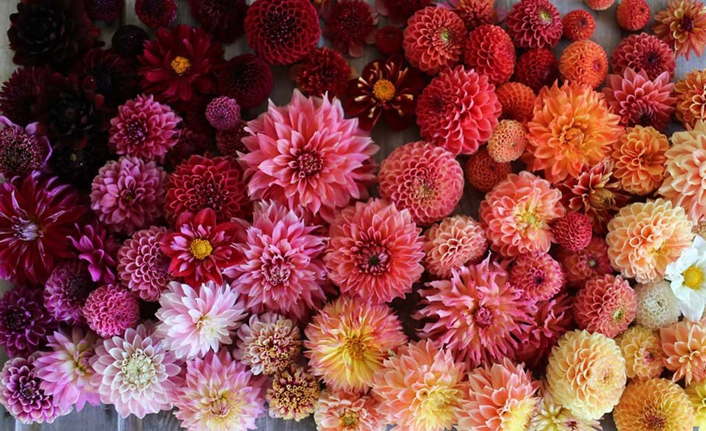 fiori colorati