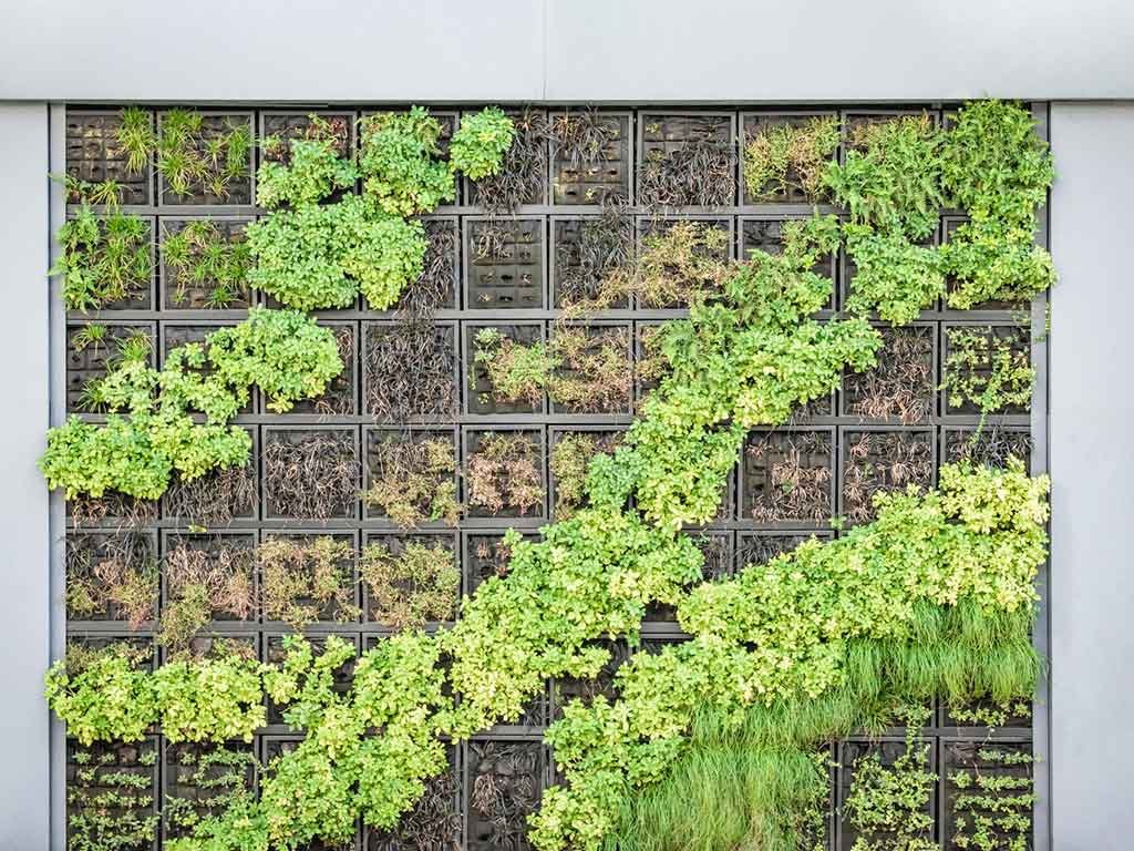 parete verde giardino verticale
